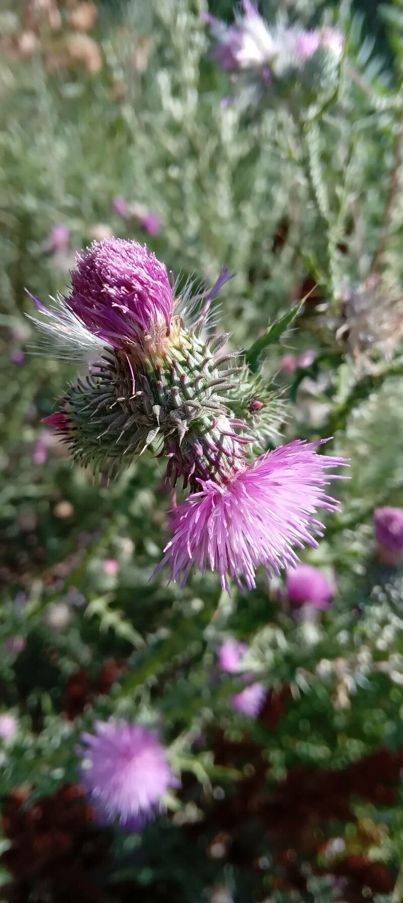 Carduus litigiosus flower