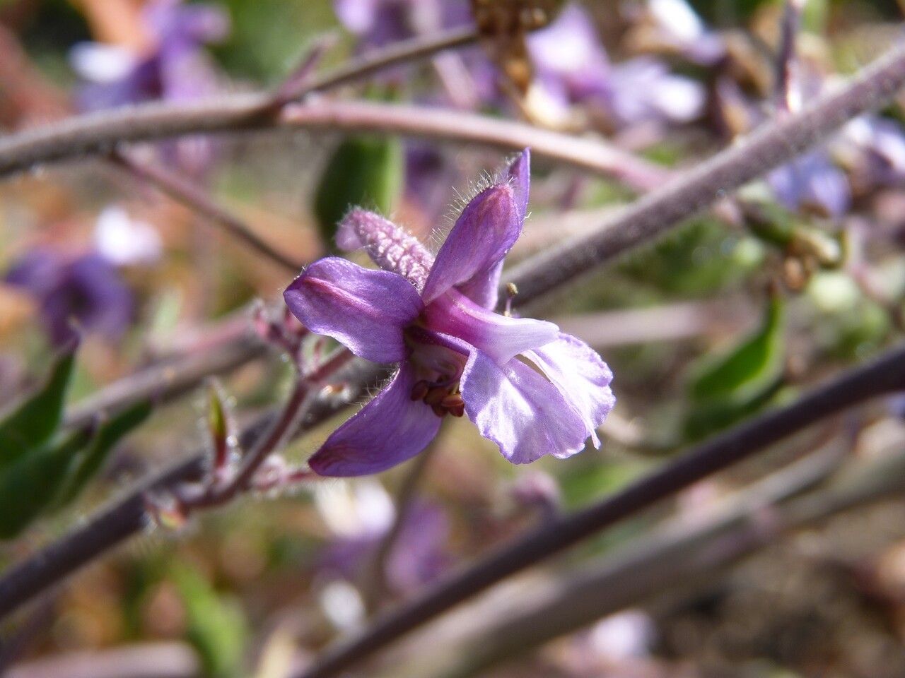 Staphisagria macrosperma flower