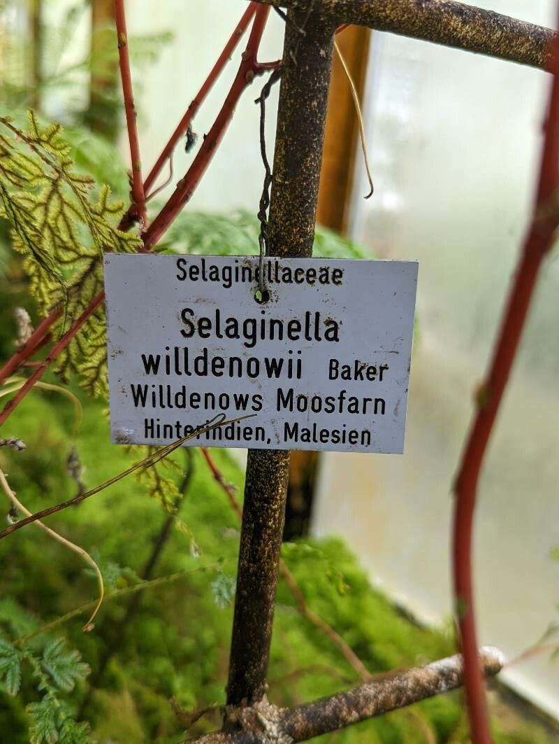 Selaginella willdenowii other
