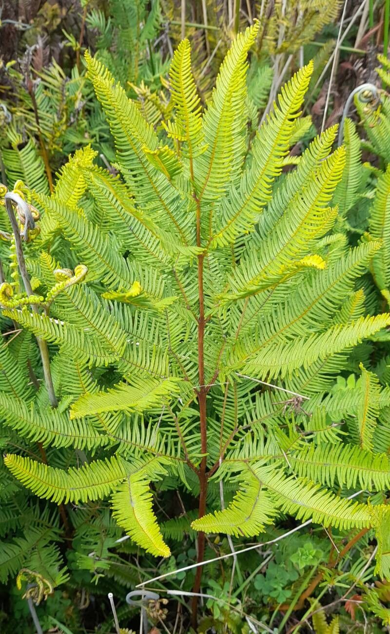 Sticherus cryptocarpus habit