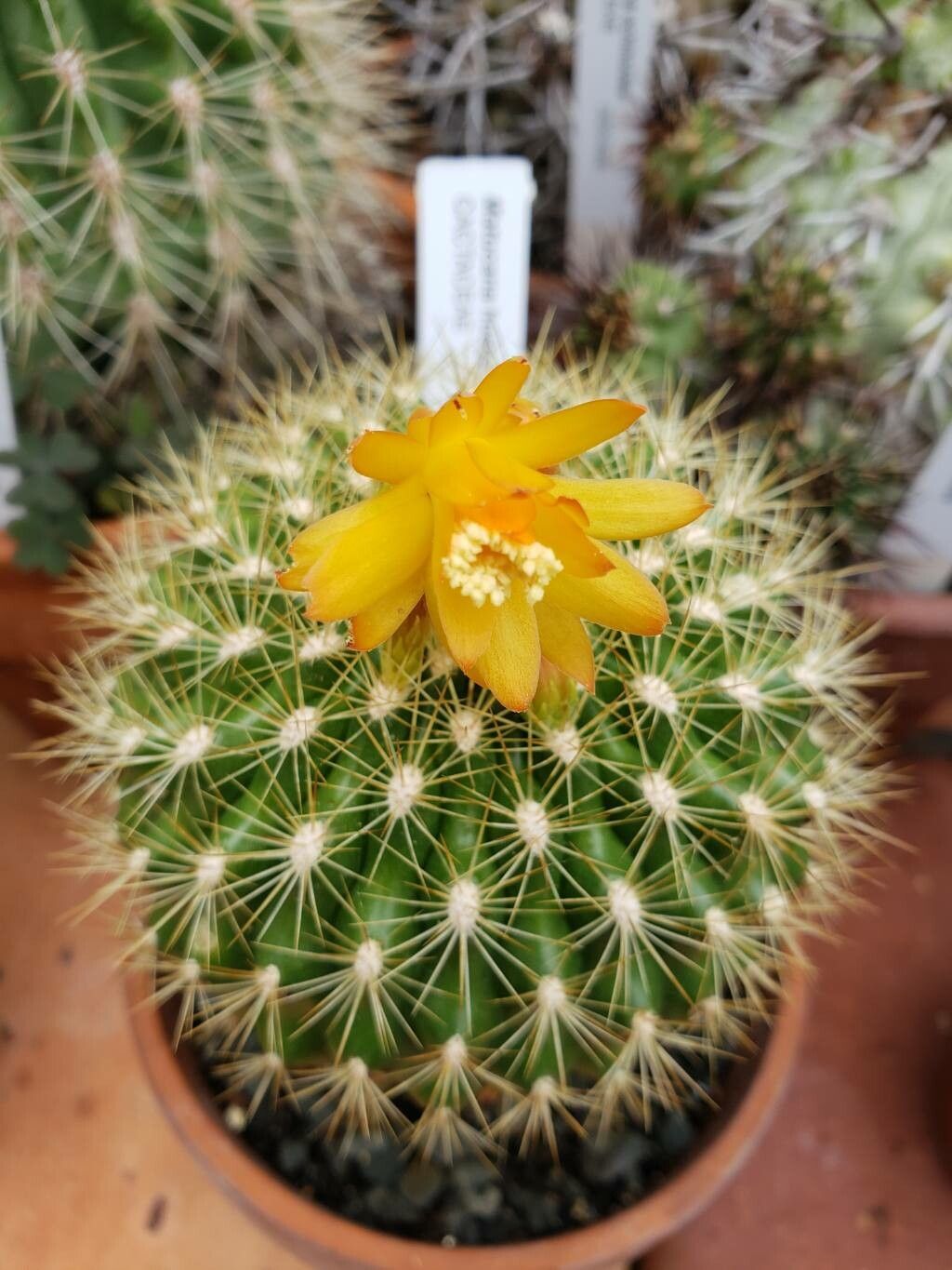 Matucana huagalensis flower