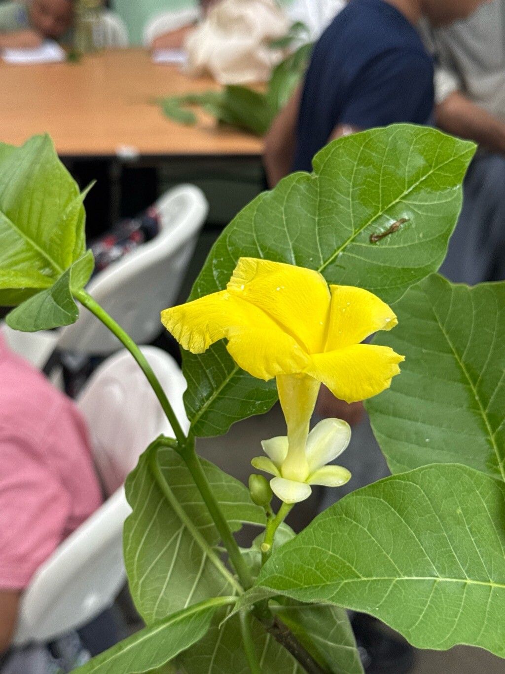 Tabernaemontana glabra flower