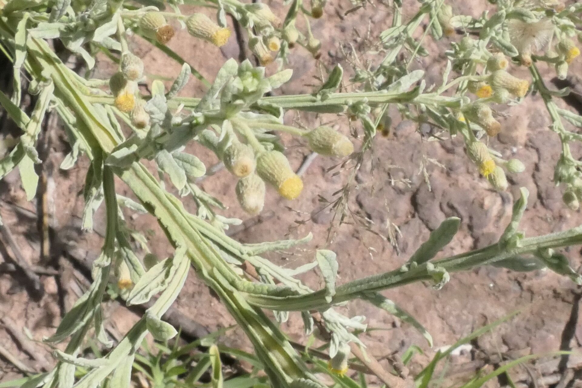 Laggera decurrens flower