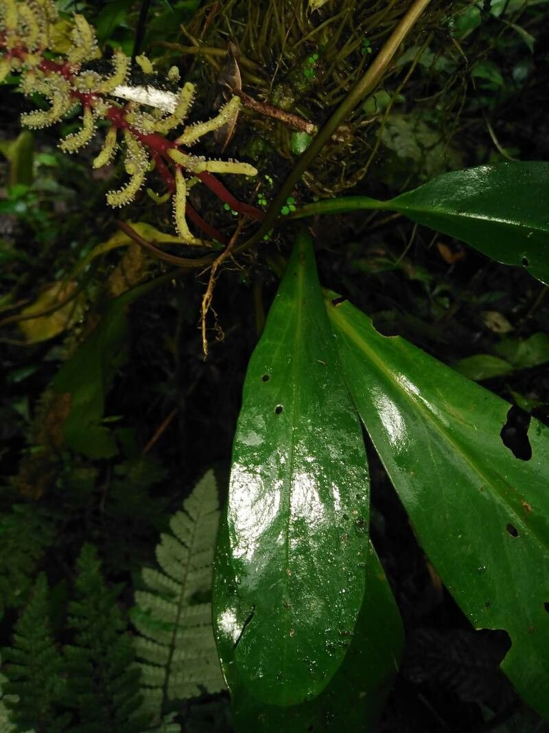 Peperomia pernambucensis — search result for 'Piperaceae'