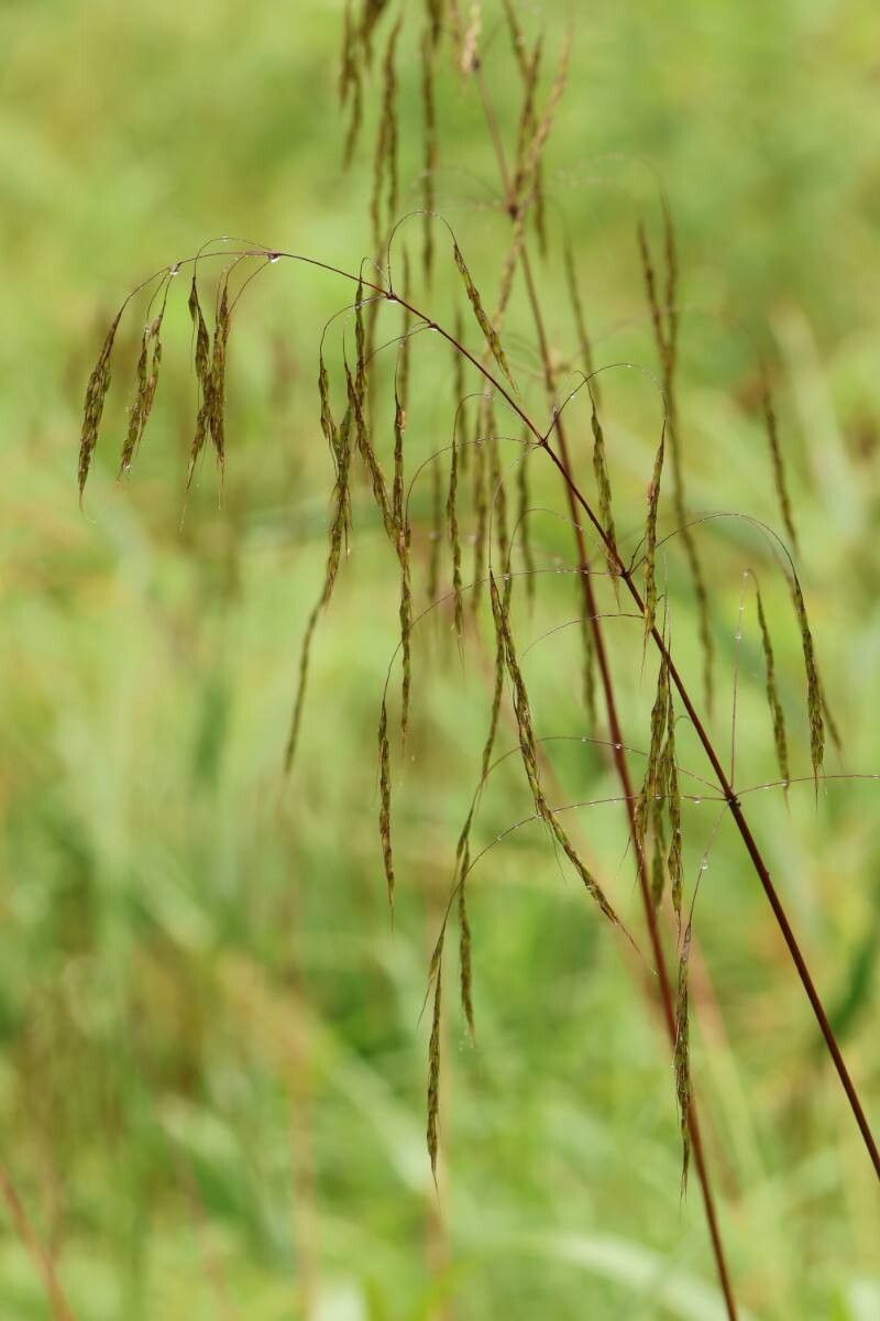 Spodiopogon cotulifer — related species from the same genus