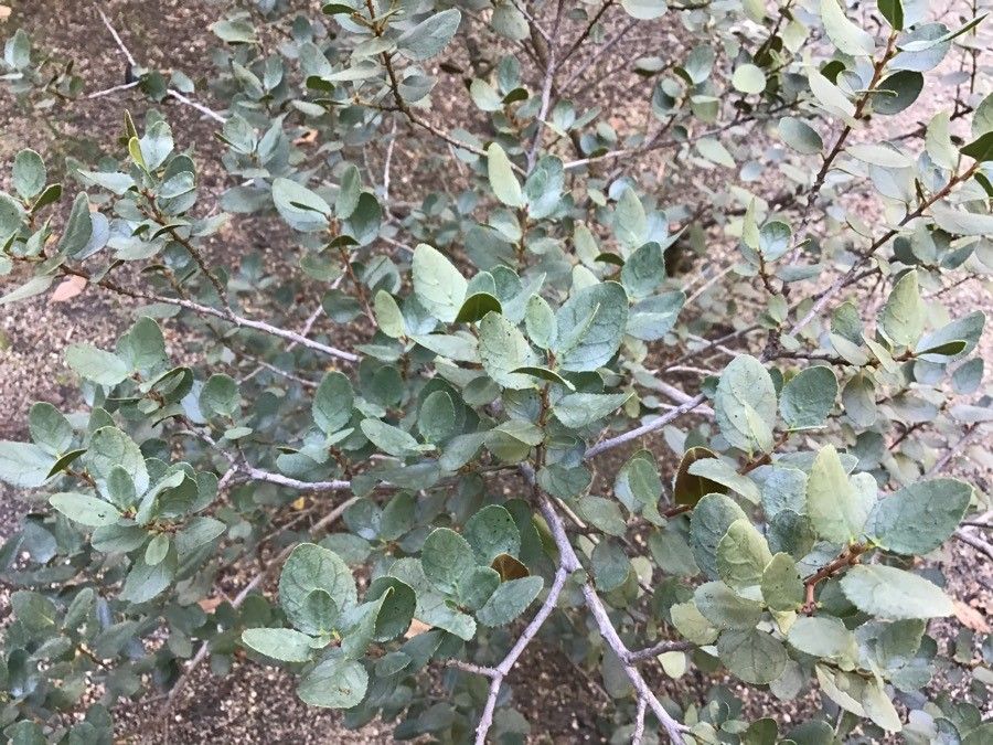 Rhamnus ludovici-salvatoris — search result for 'Rhamnus'