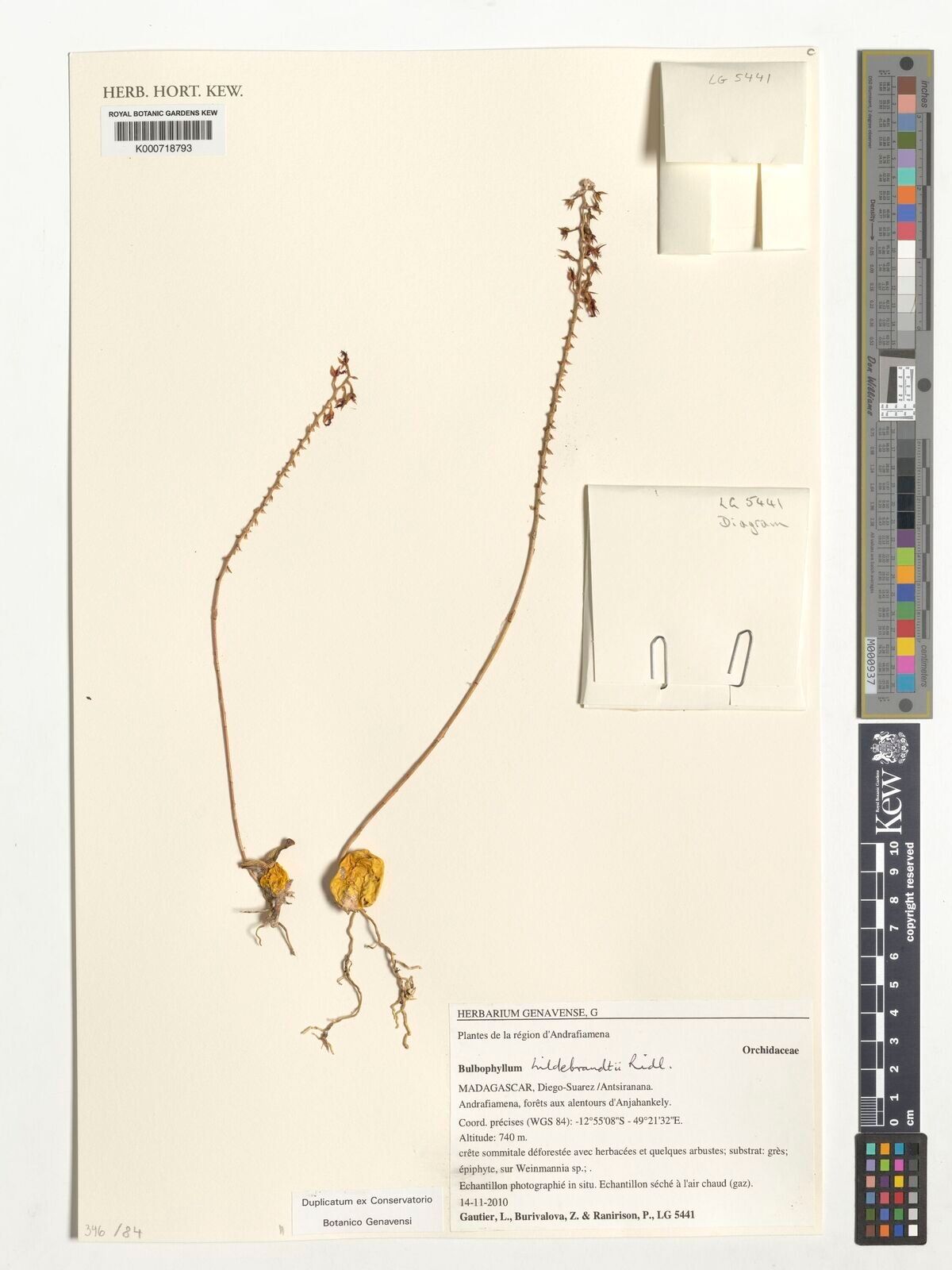 Bulbophyllum hildebrandtii — houseplant care guide