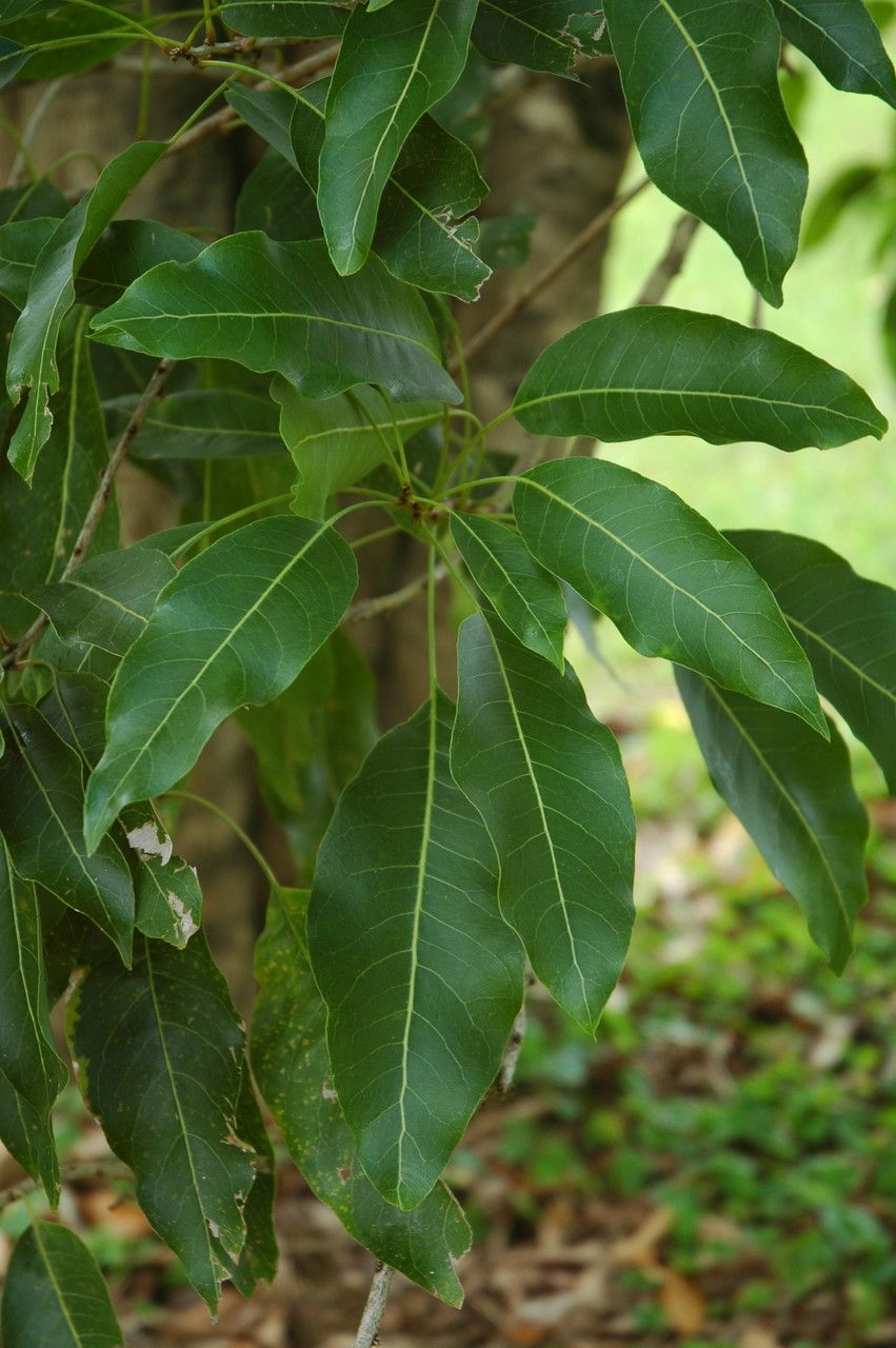 Sapindus oahuensis — search result for 'Saponaria'