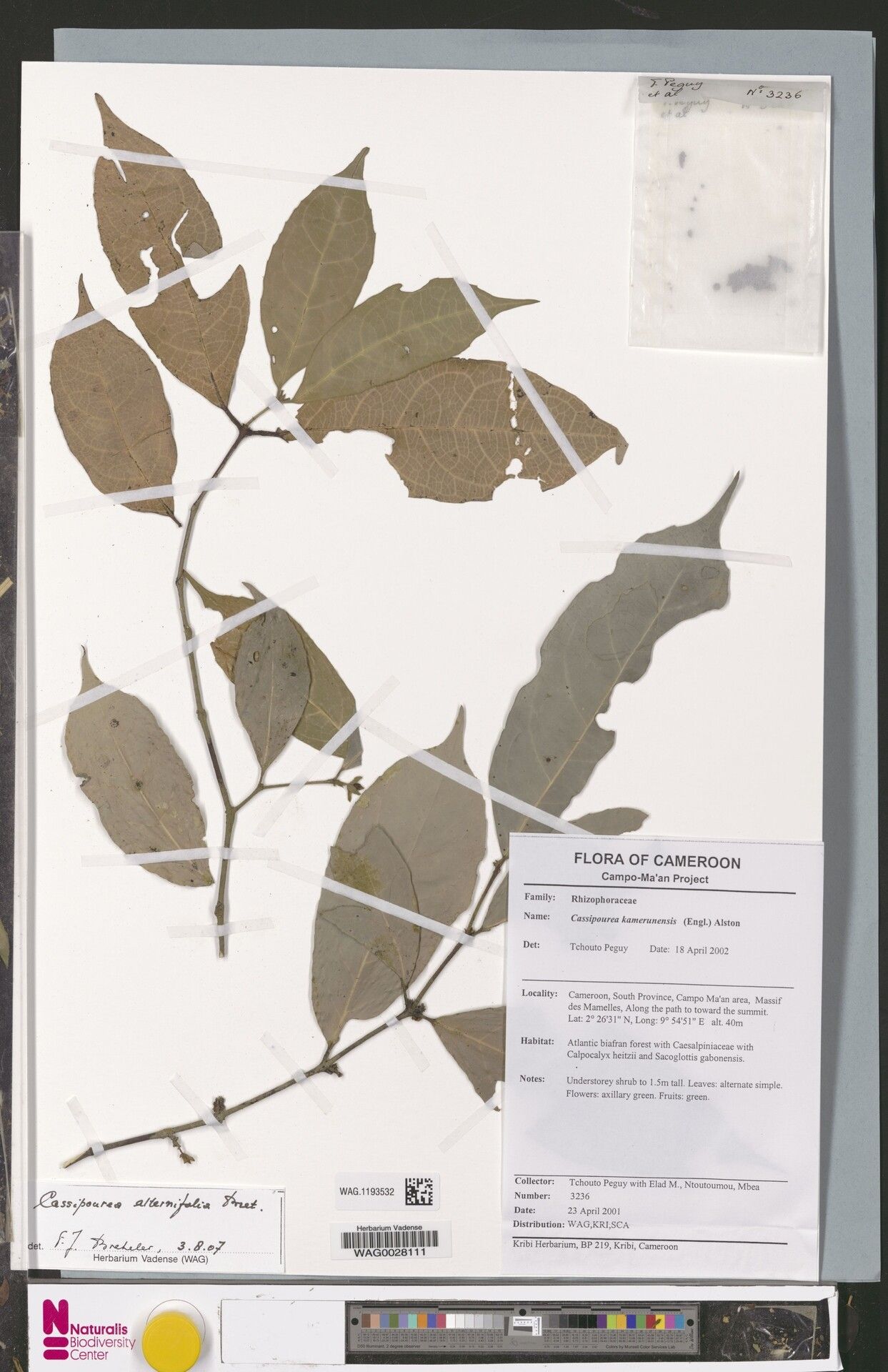 Cassipourea alternifolia — related species from the same genus