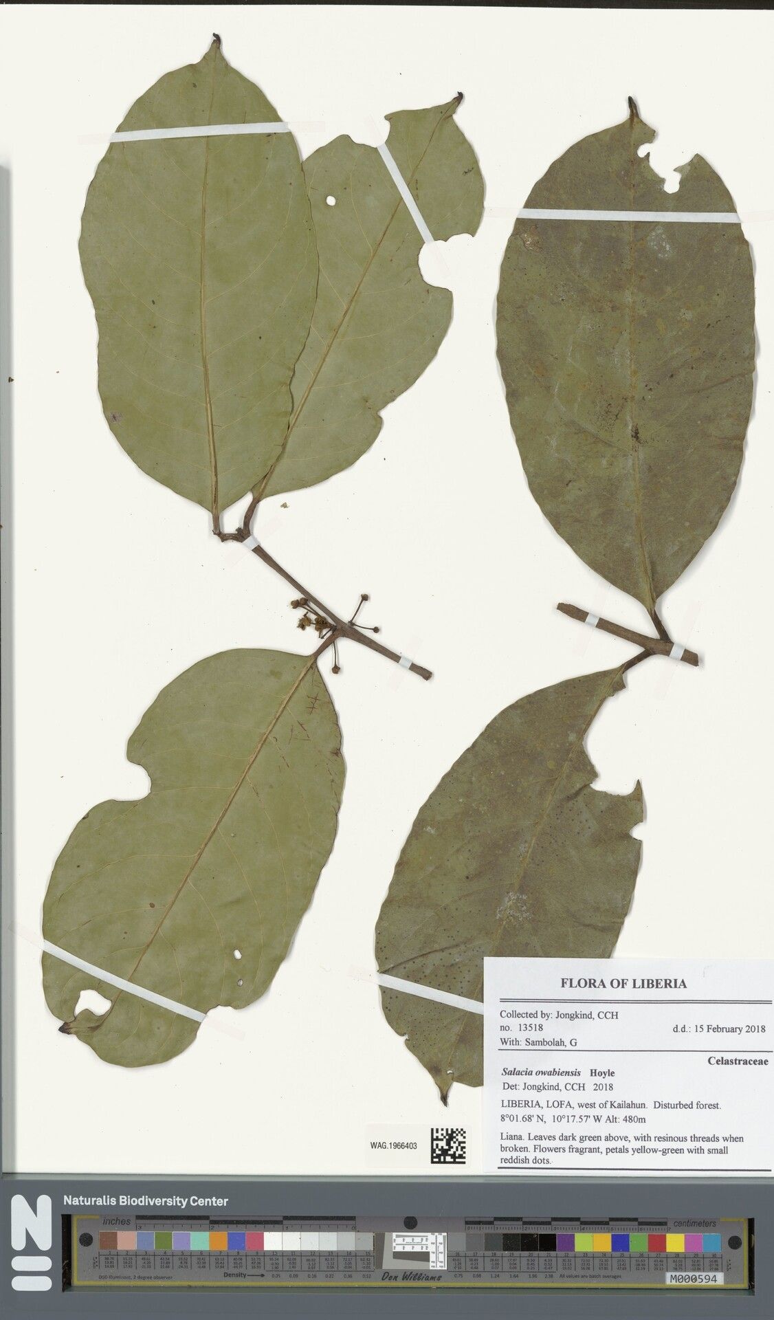 Salacia owabiensis — houseplant care guide