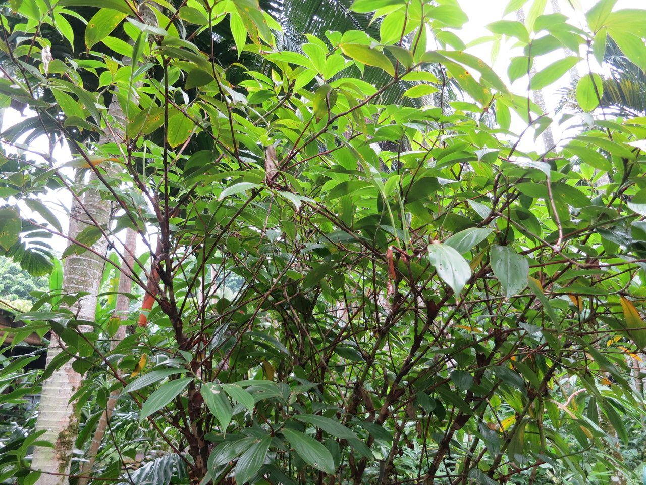 Hellenia globosa habit