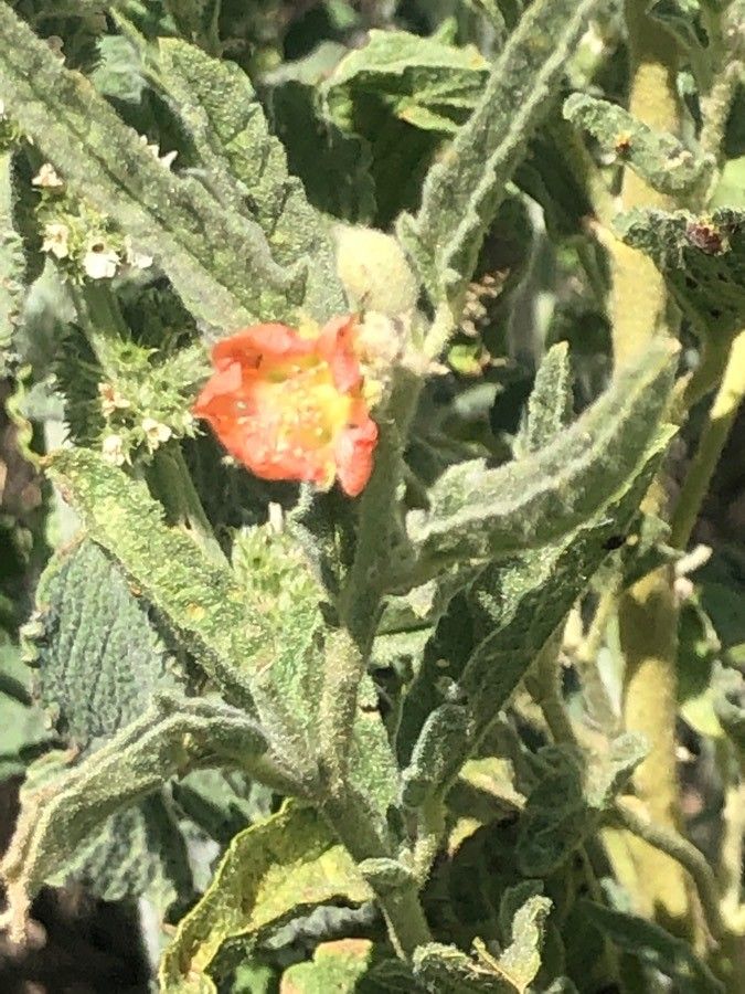 Sphaeralcea hastulata flower