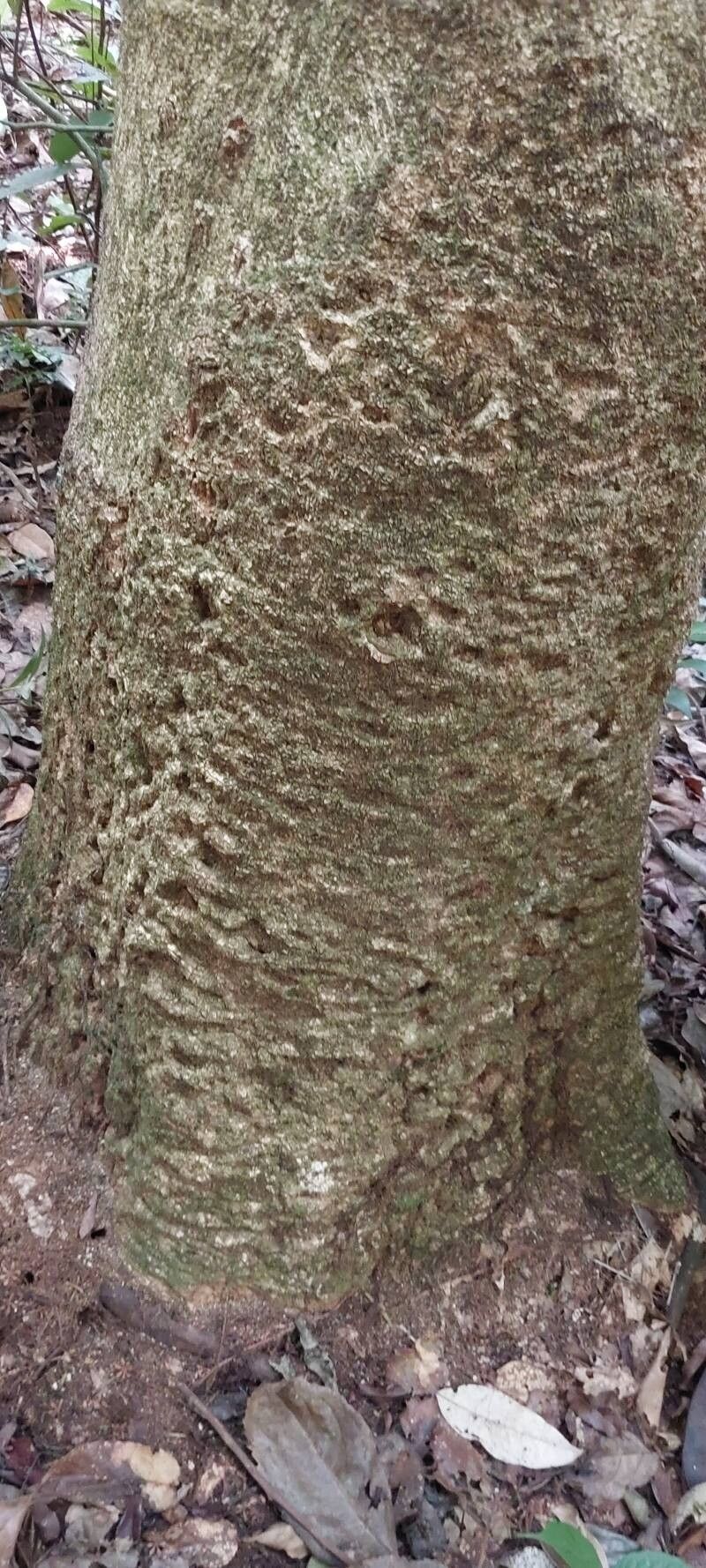 Drypetes gossweileri bark