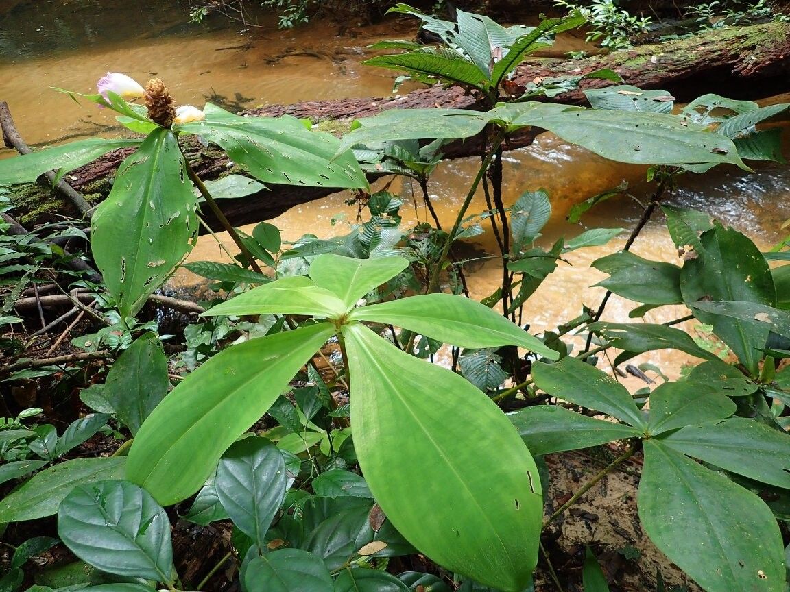 Costus fenestralis — houseplant care guide