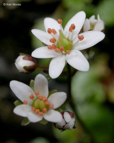 Micranthes howellii flower