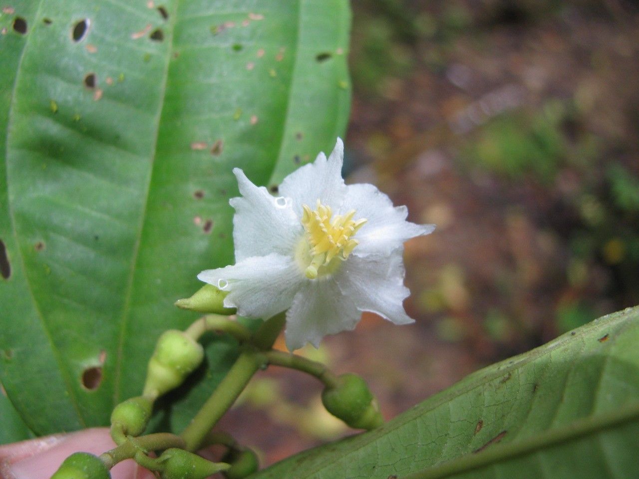 Miconia tenuifolia flower