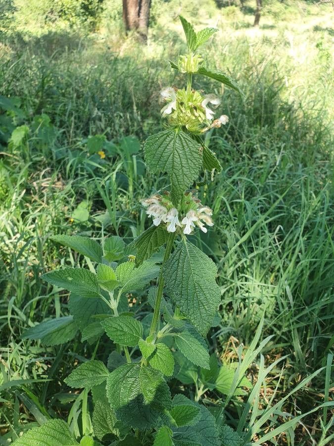 Leucas urticifolia flower