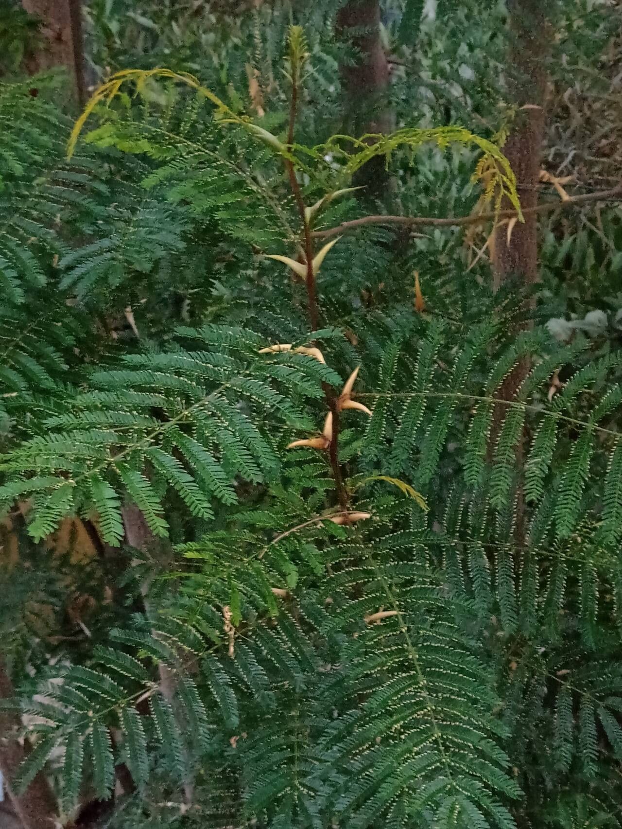 Vachellia sphaerocephala habit