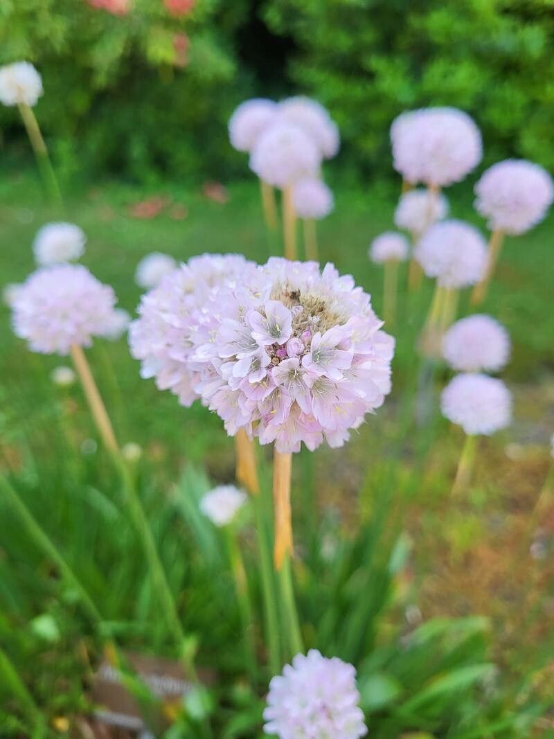 Armeria welwitschii flower