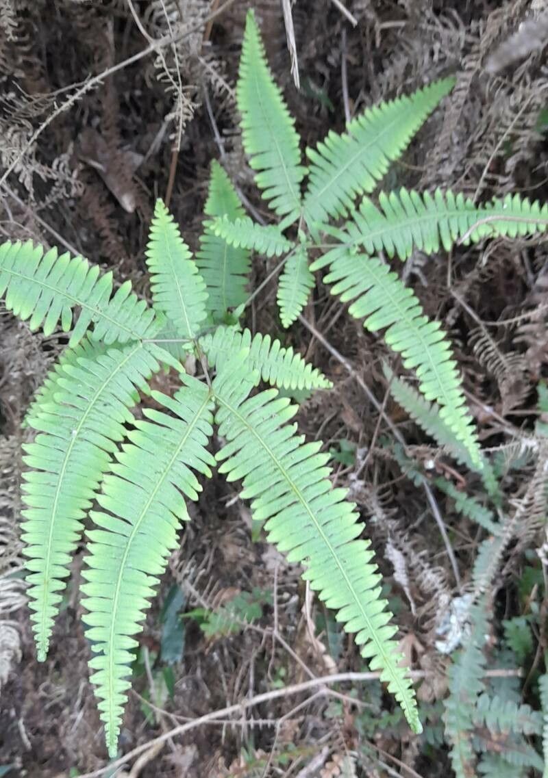 Dicranopteris flexuosa habit