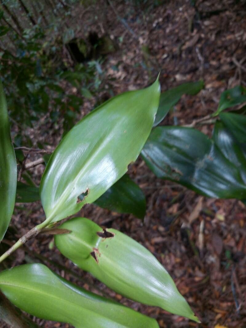 Dracaena fontanesiana — search result for 'Dracaena'