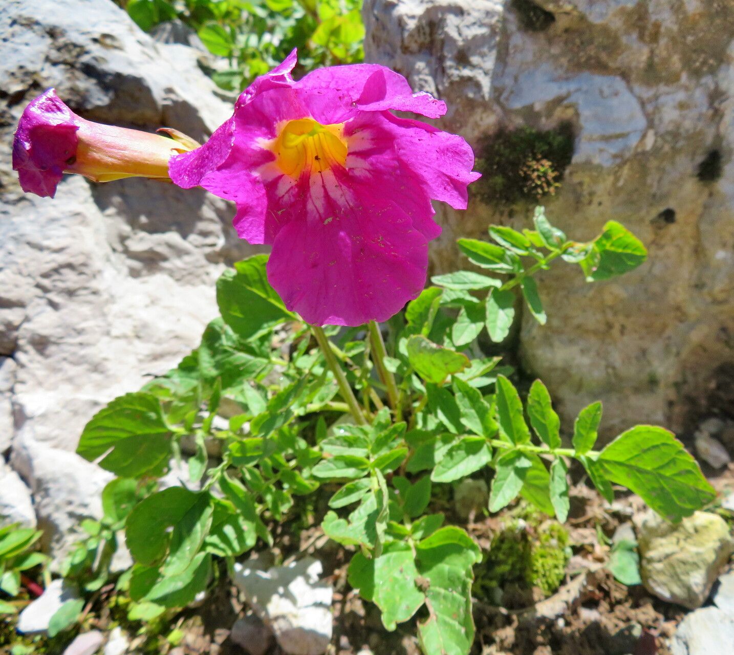 Incarvillea zhongdianensis habit