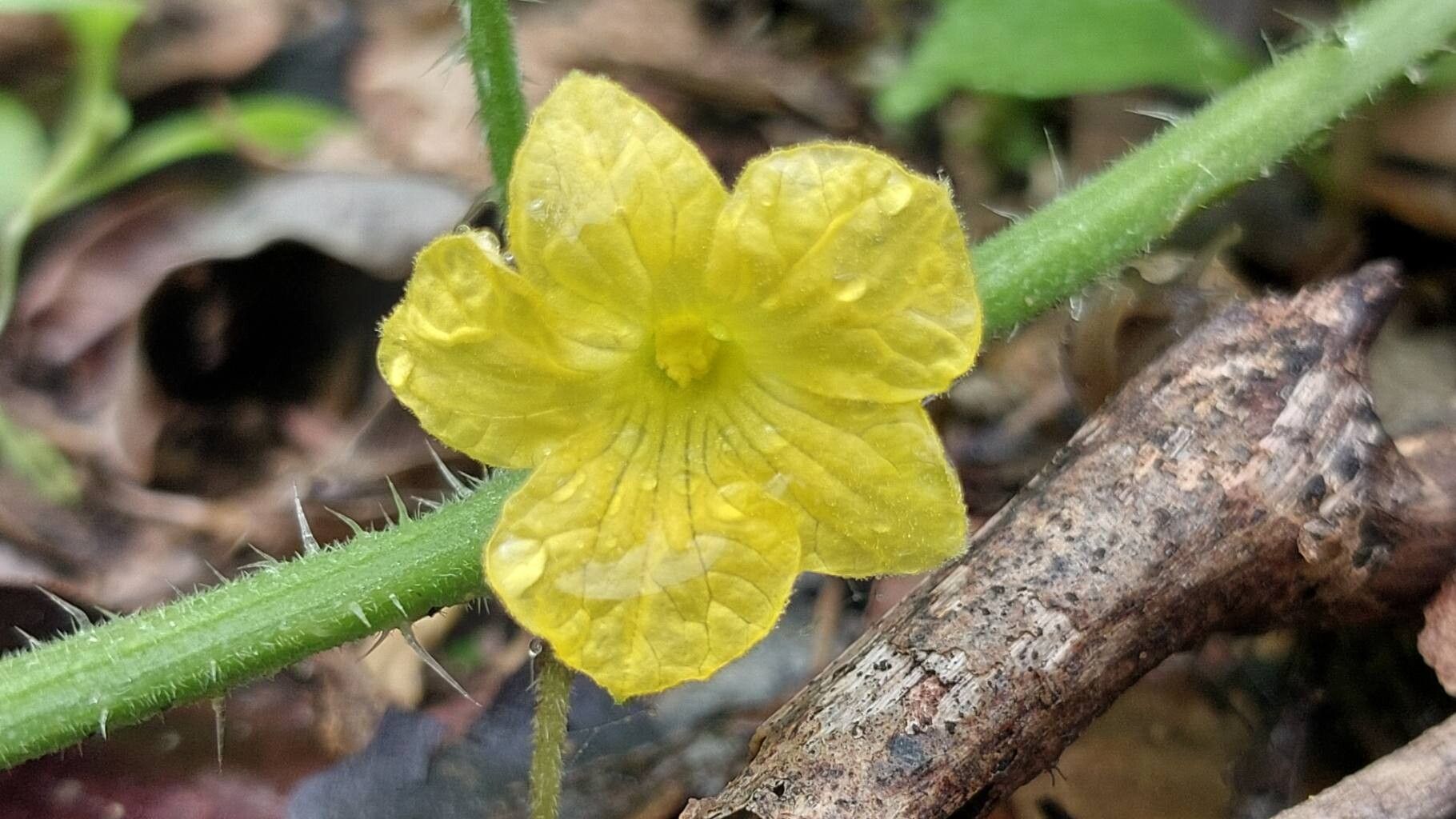 Cucumis sacleuxii flower