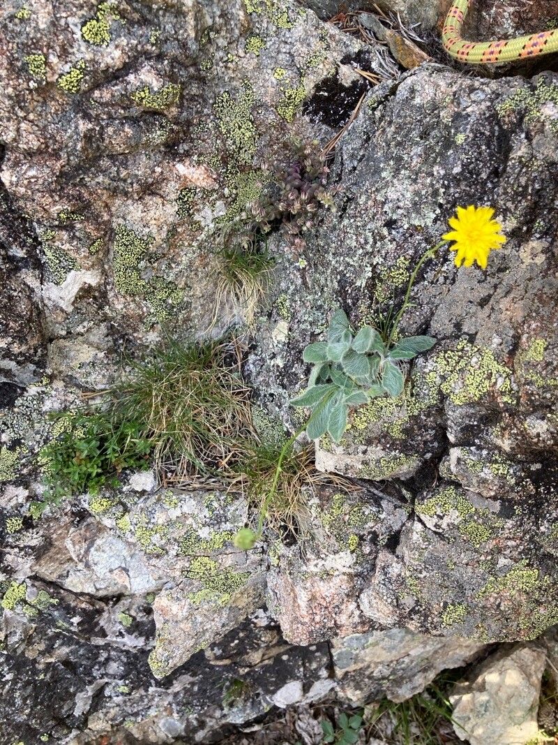 Hieracium phlomoides flower