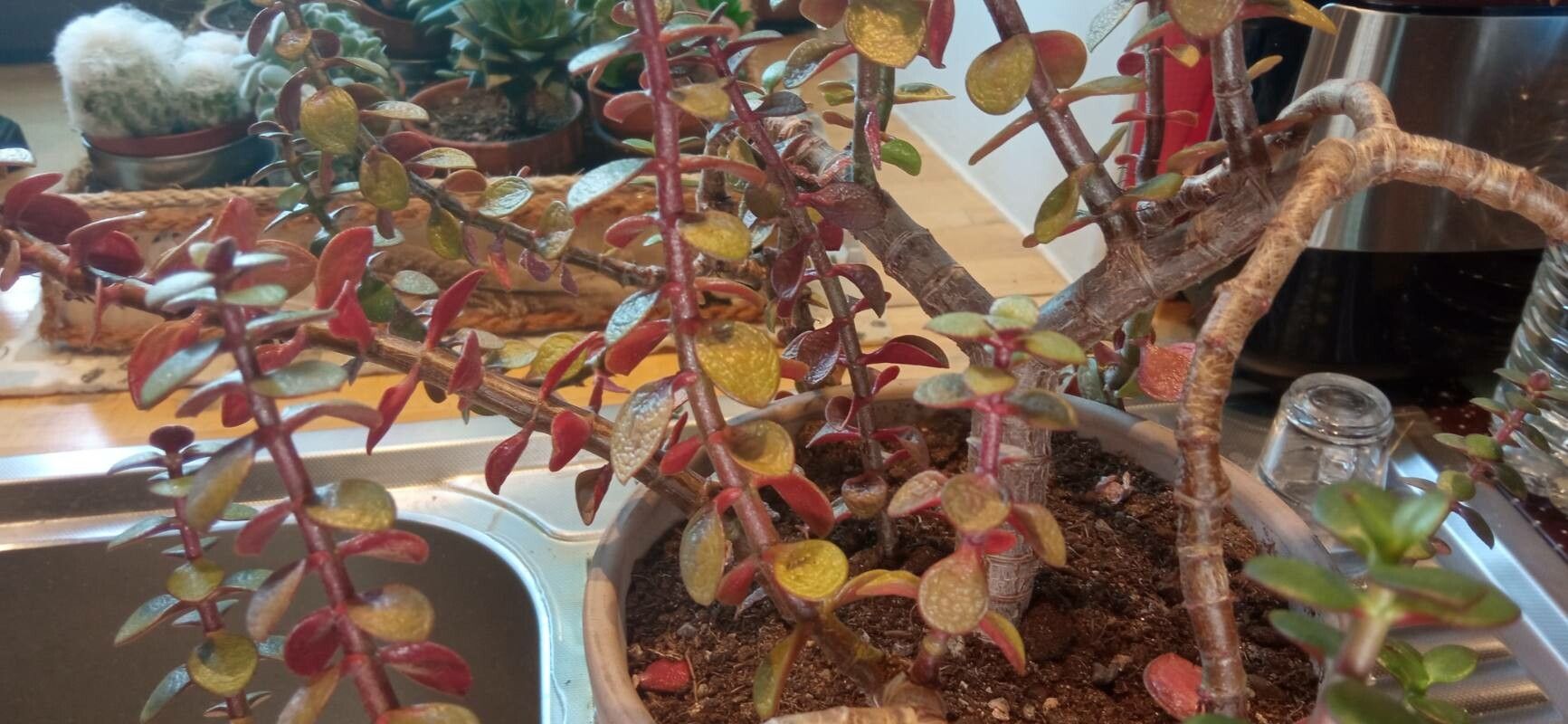 Sedum stahlii flower