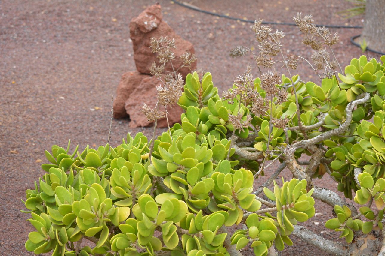 Kalanchoe dinklagei bark