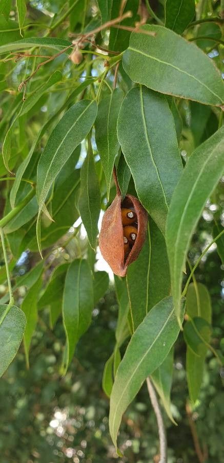 Brachychiton rupestris fruit
