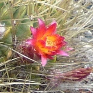 Lobivia maximiliana flower