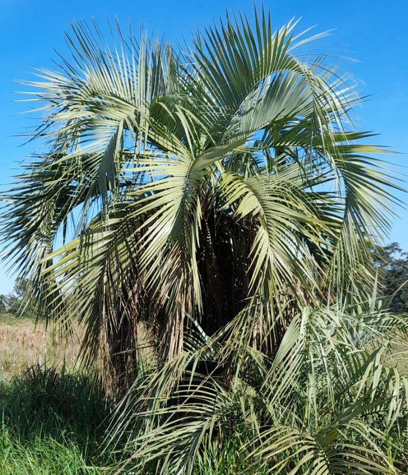 Butia paraguayensis habit