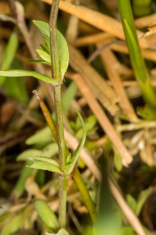 Stellaria alsine leaf