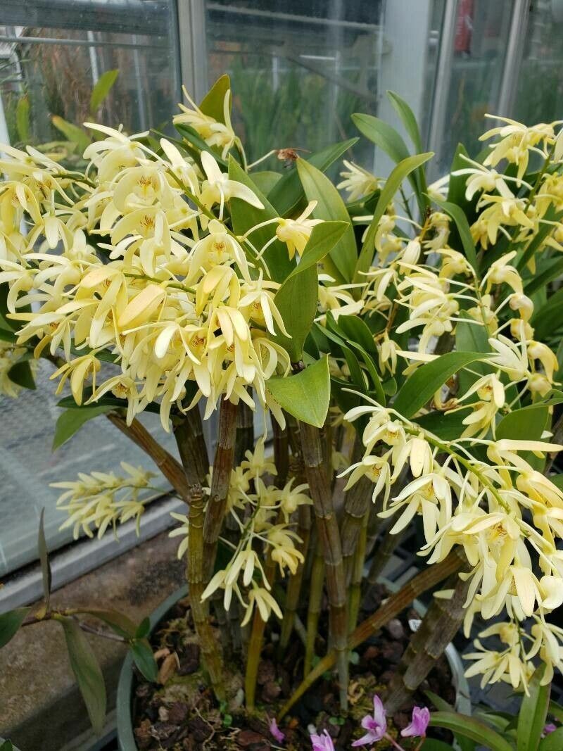 Dendrobium tetragonum habit