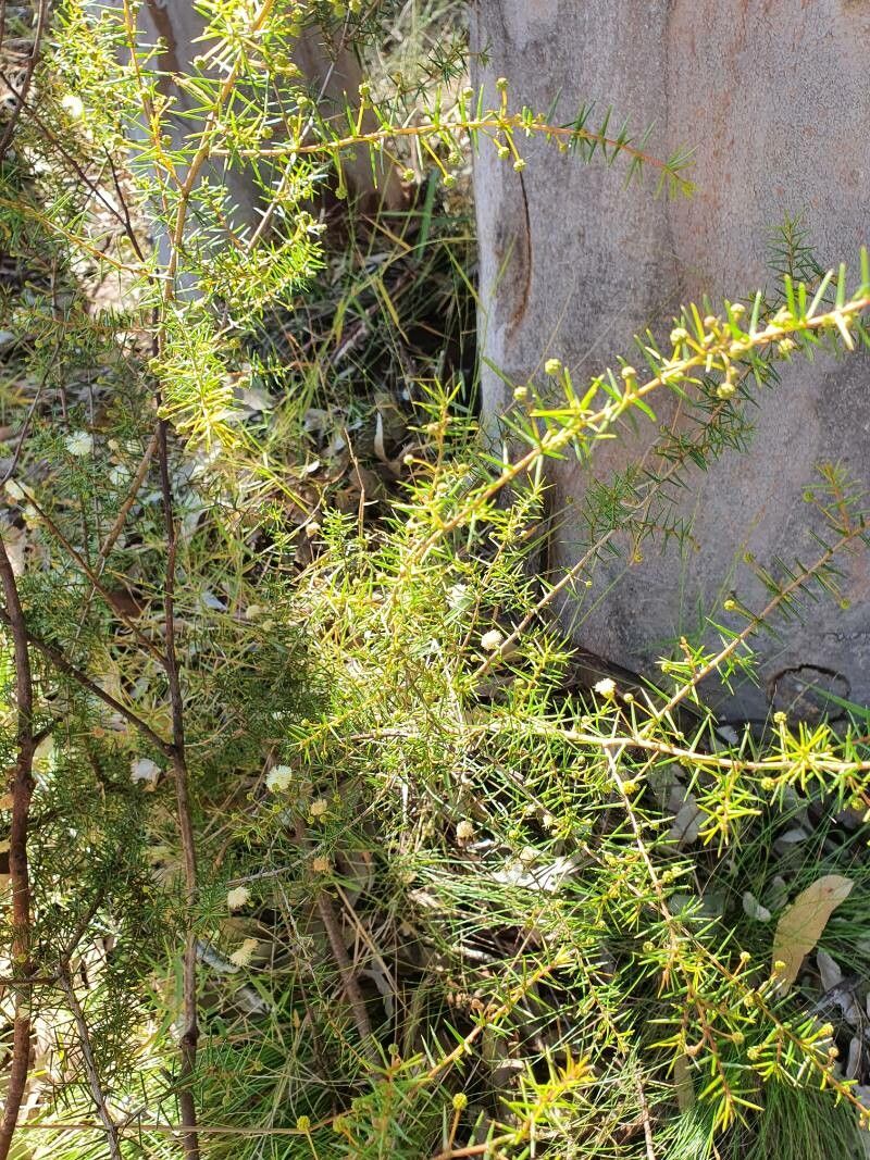 Acacia ulicifolia flower