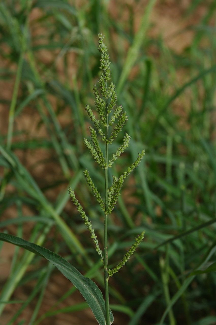 Brachiaria lata flower