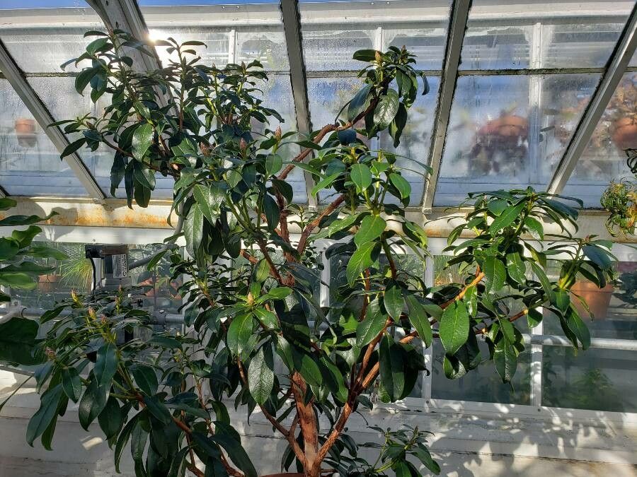 Rhododendron poilanei habit