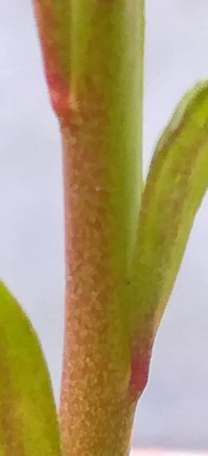 Linaria maroccana bark