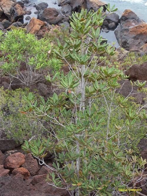 Xanthostemon sulfureus habit