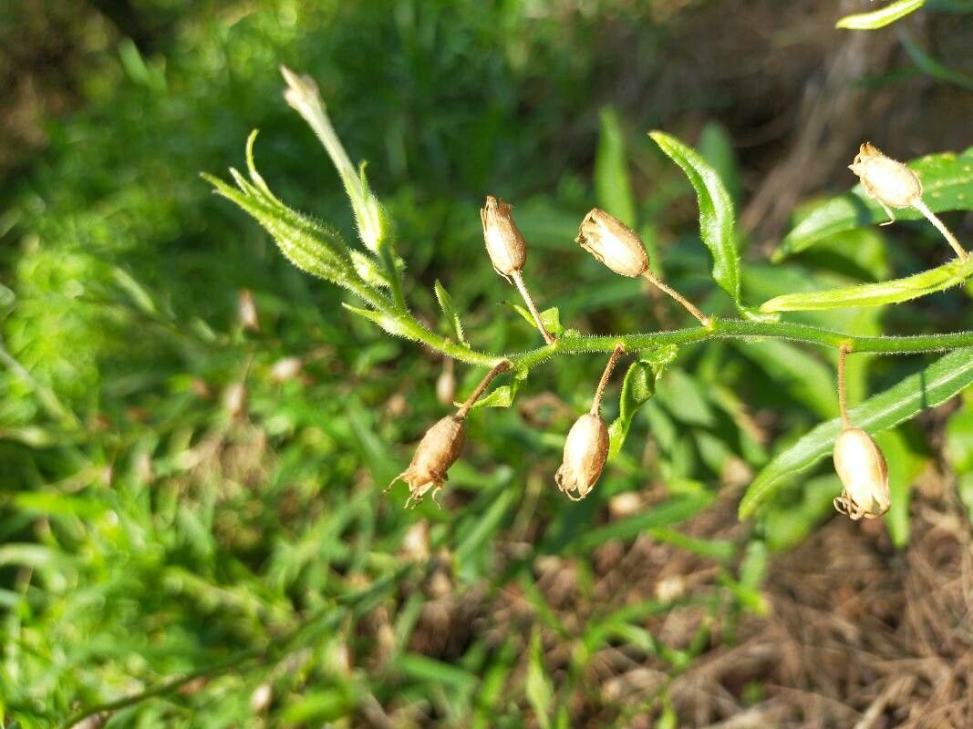 Nicotiana plumbaginifolia fruit