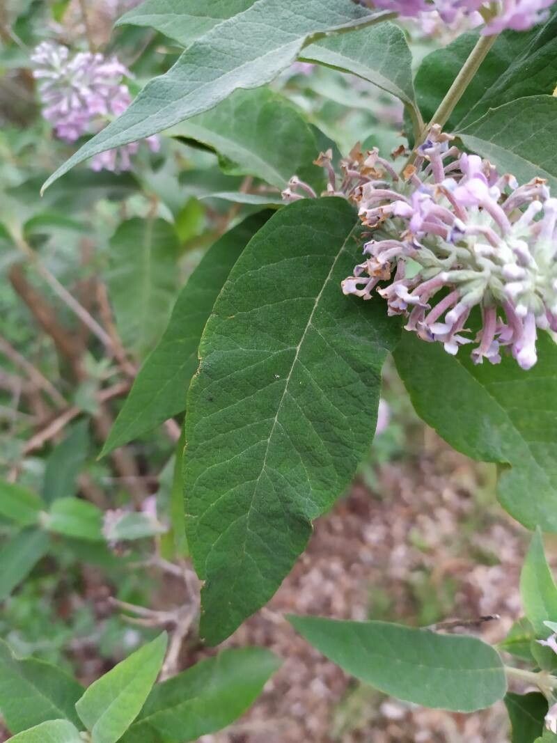 Buddleja officinalis leaf