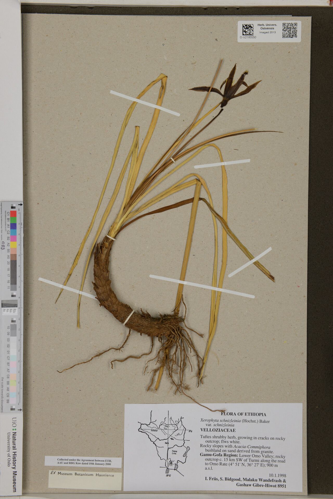 Xerophyta schnizleinia — houseplant care guide