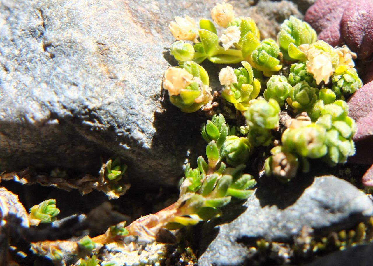 Cerastium crassipes habit