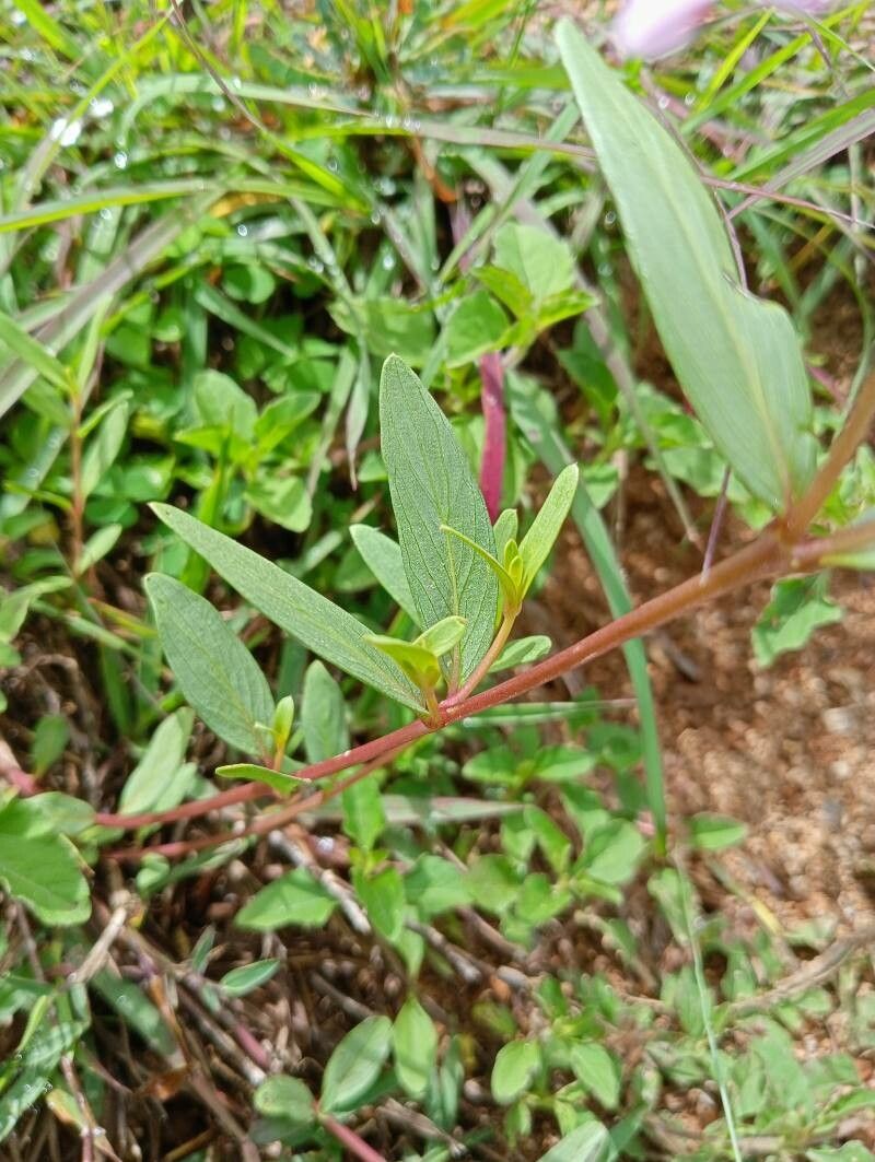 Catharanthus lanceus