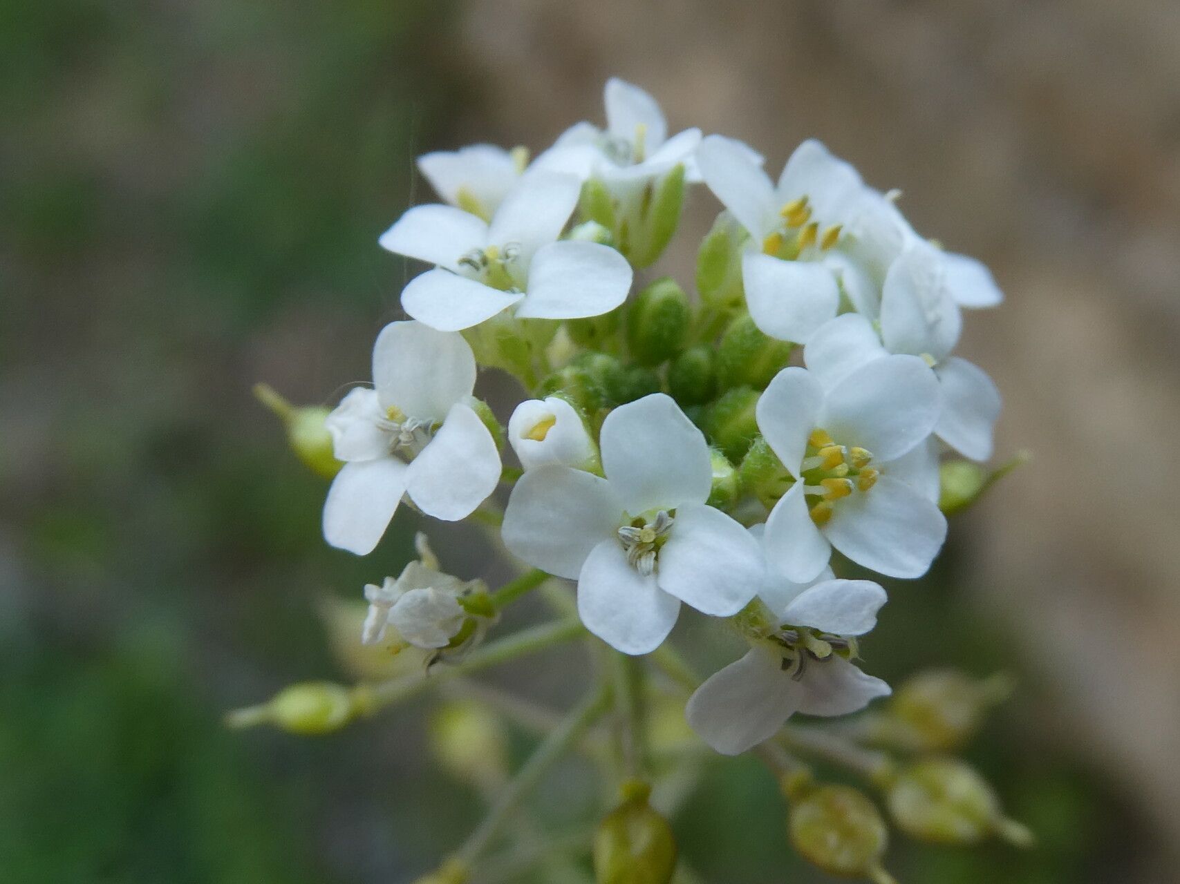 Hormathophylla lapeyrouseana flower