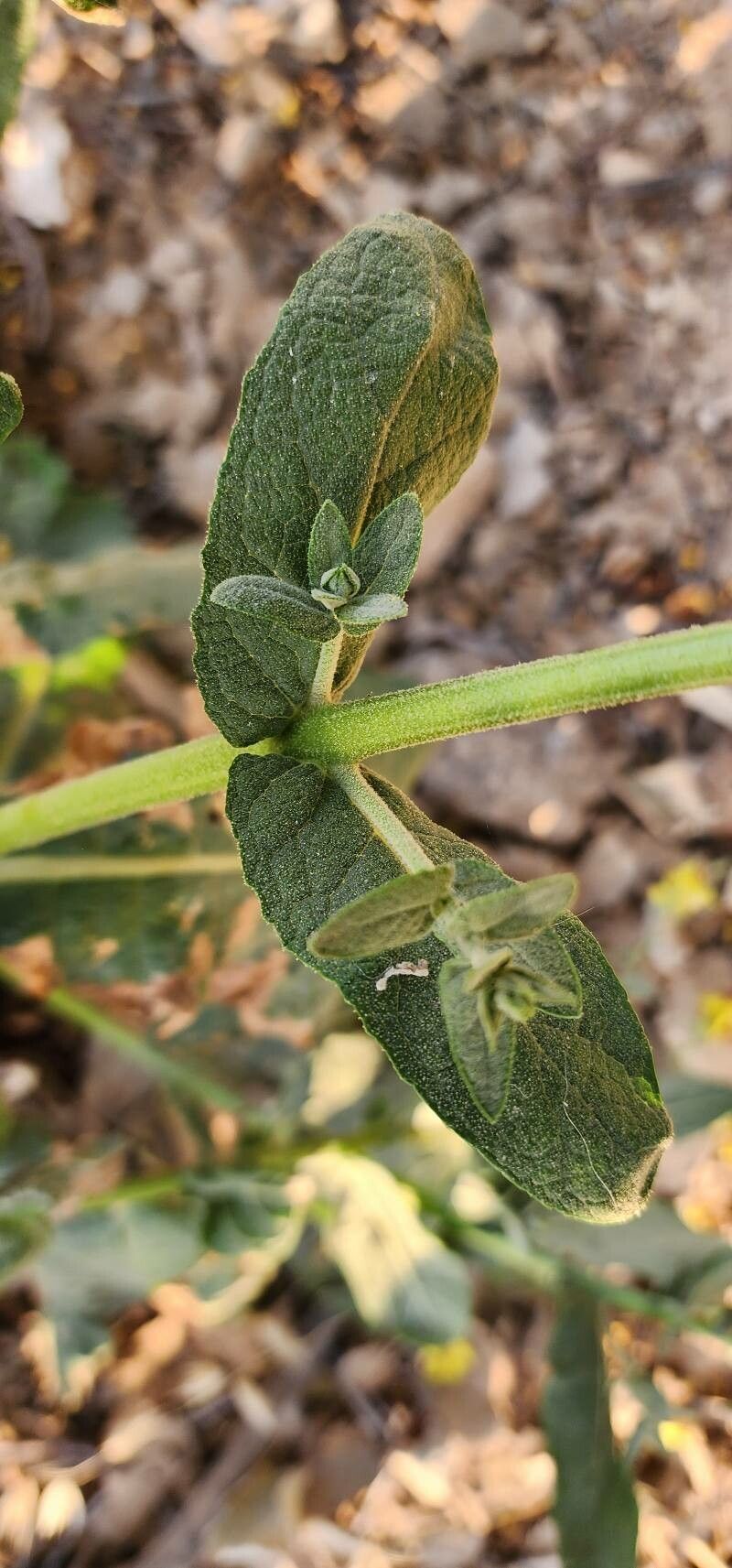 Verbascum cheiranthifolium — search result for 'Verbascum'