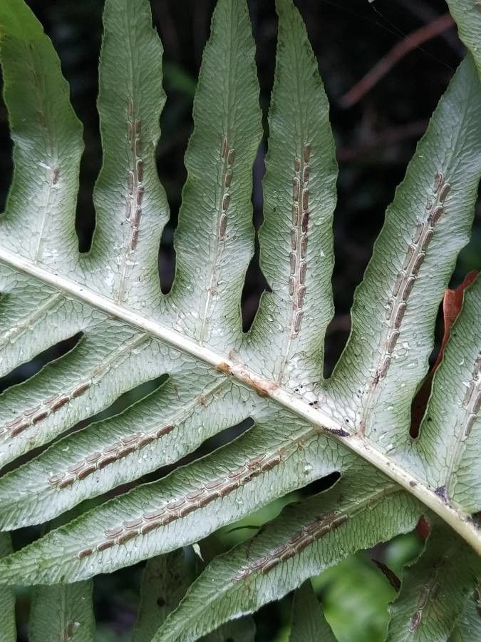 Woodwardia radicans flower
