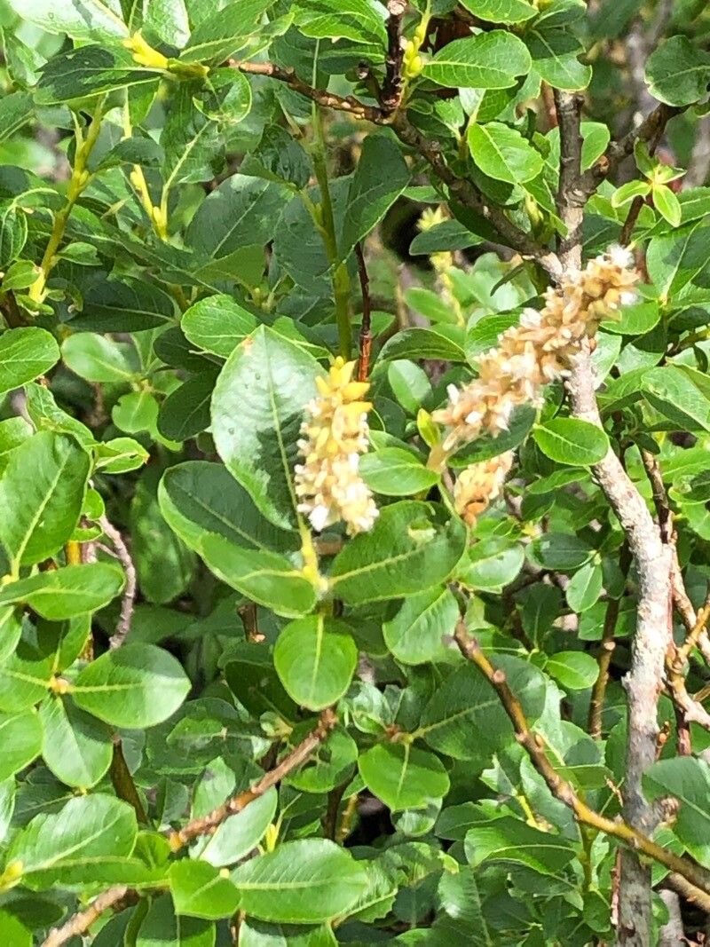 Salix waldsteiniana flower