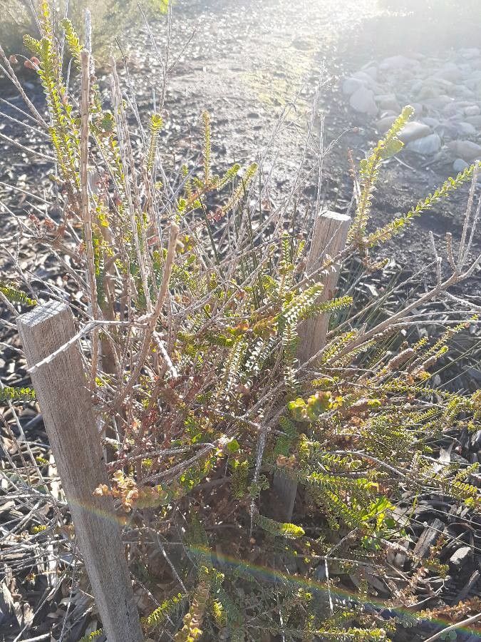 Beaufortia orbifolia leaf